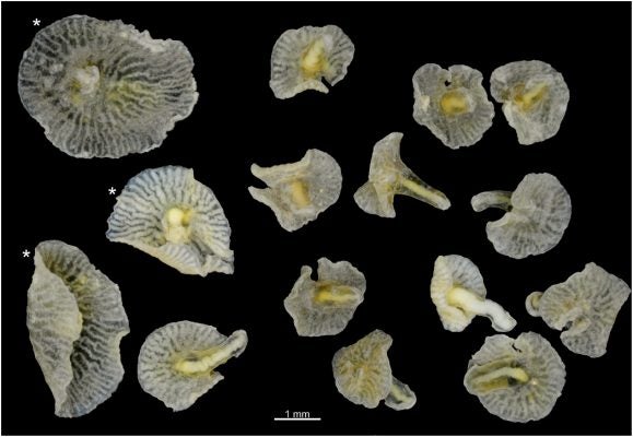 Various Dendrogamma, a new species, shown to scale and from several perspectives to show the tops, sides, and length of the organisms