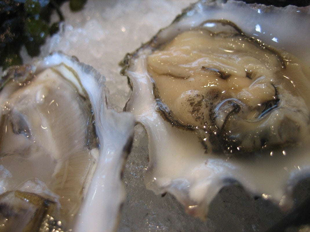 raw oysters on the half shell