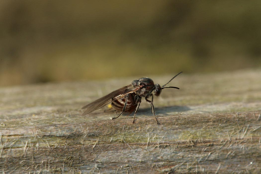 A Gall Wasp on a horizontal stalk