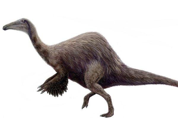 Winged-arm and raptor legs are imagined on the hypothetical illustration of a Deinocheirus