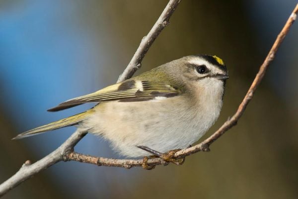 A small bird on a thin tree branch