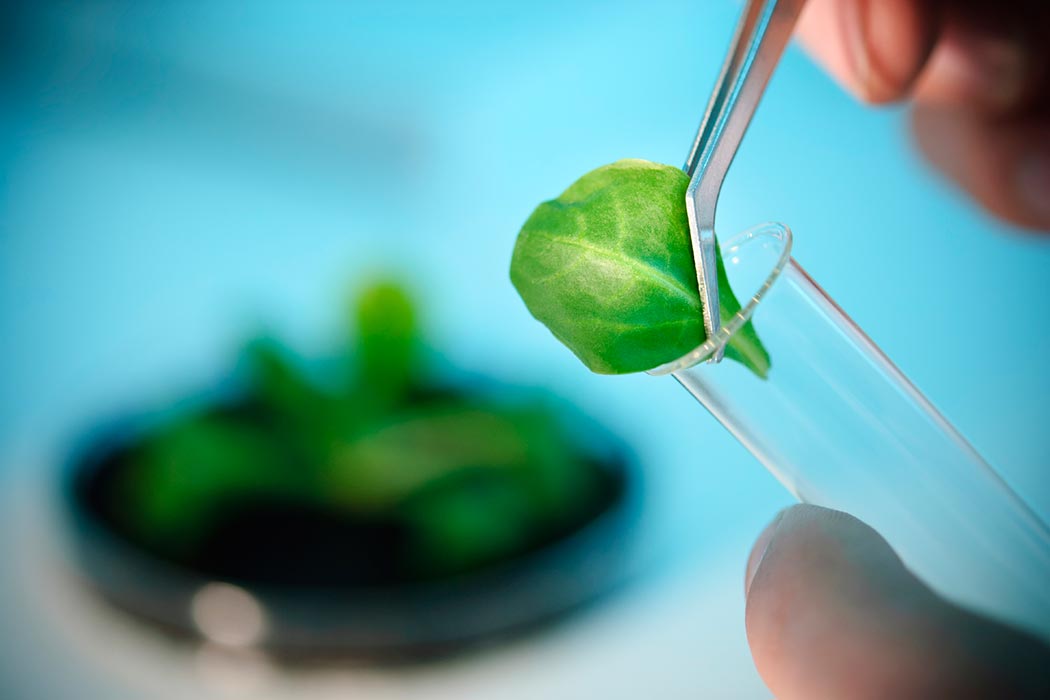 Tweezers holding a leaf and placing it in a test tube