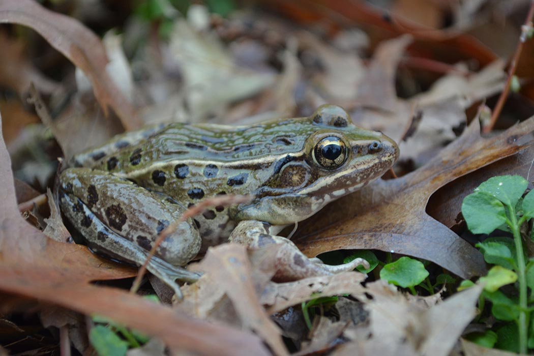 A New York Frog in profile atop a brown leaf