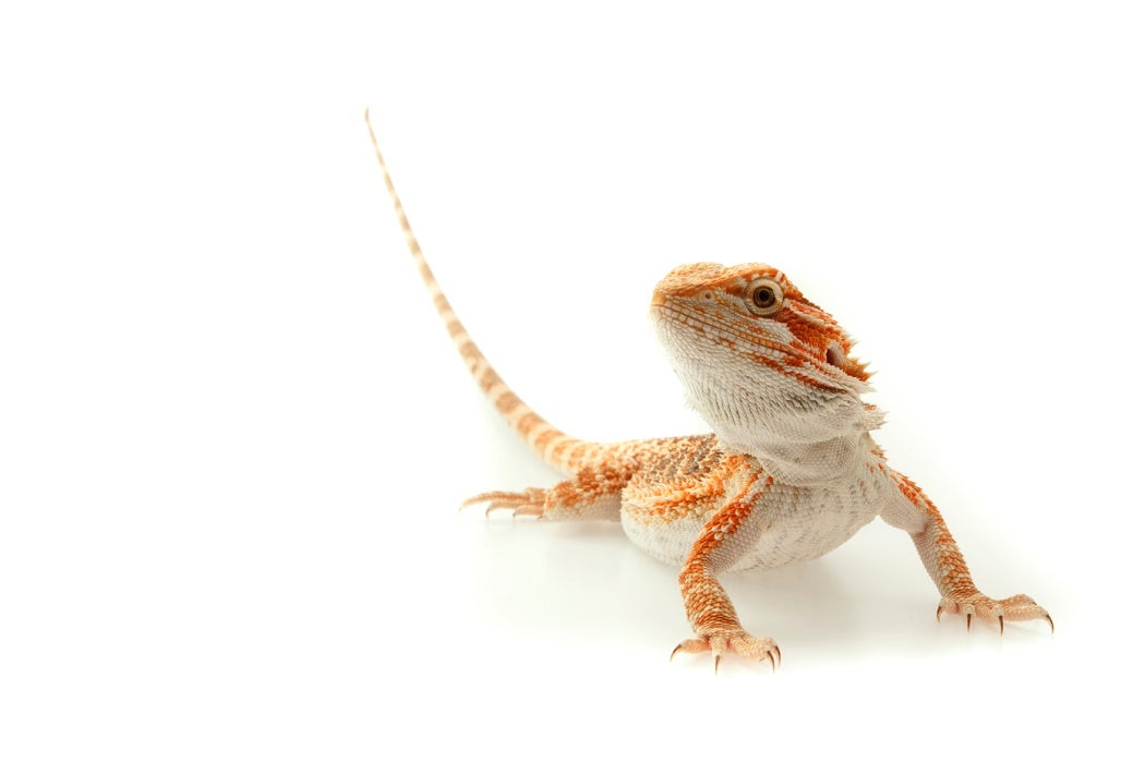 An orange and cream lizard tilts its head and tail up