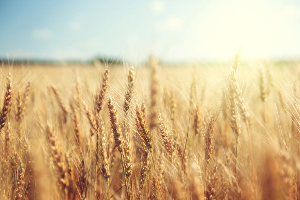 A field of wheat