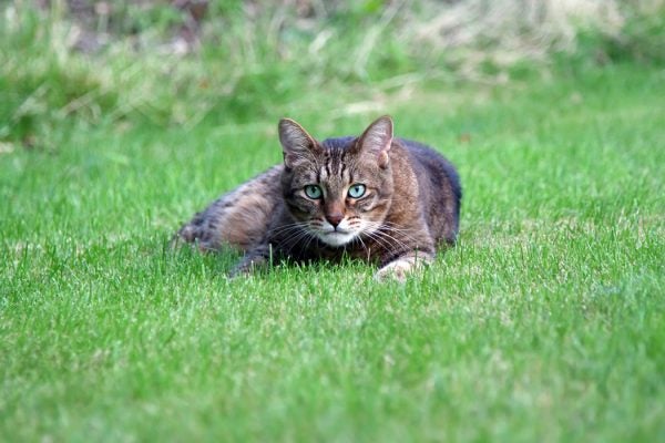 A feral cat