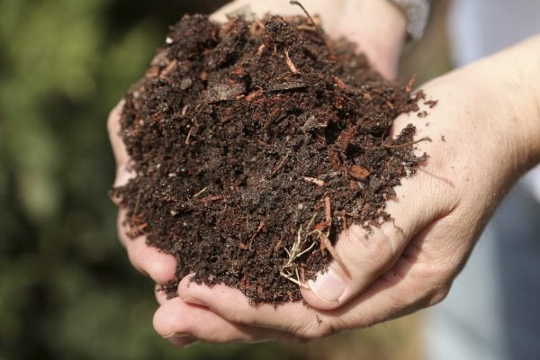 Cupped hands holing soil