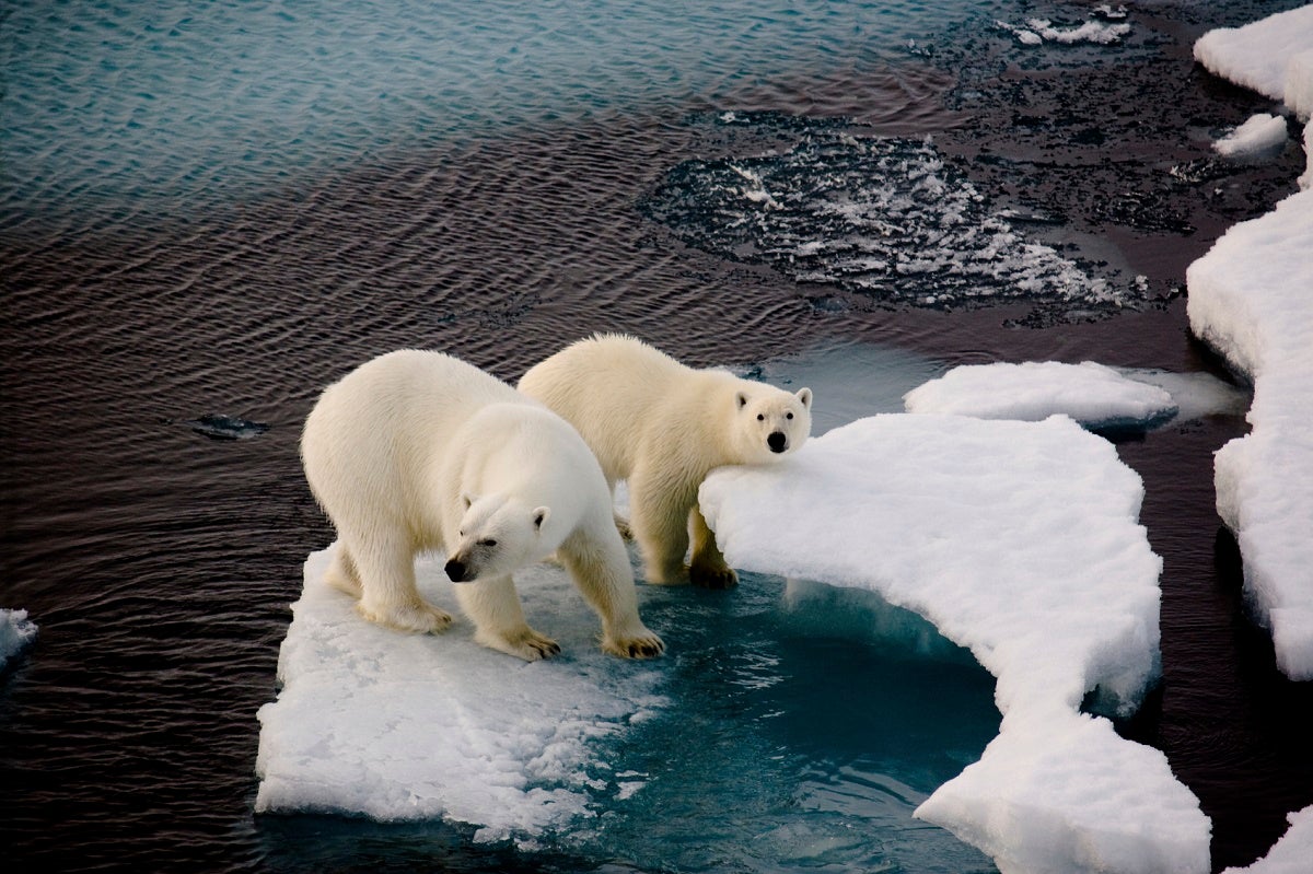 Two Polar Bears navigate drifting ice floes