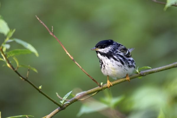 Blackpoll Warbler (Dendroica striata) on branch