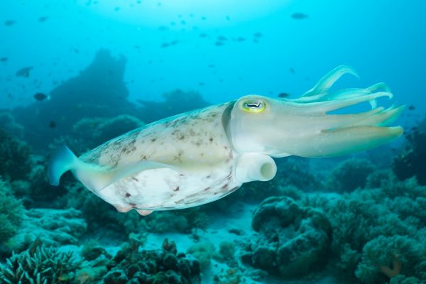 Cuttlefish