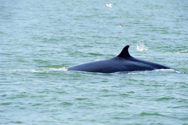 Seagulls follow whales to eat anchovies.