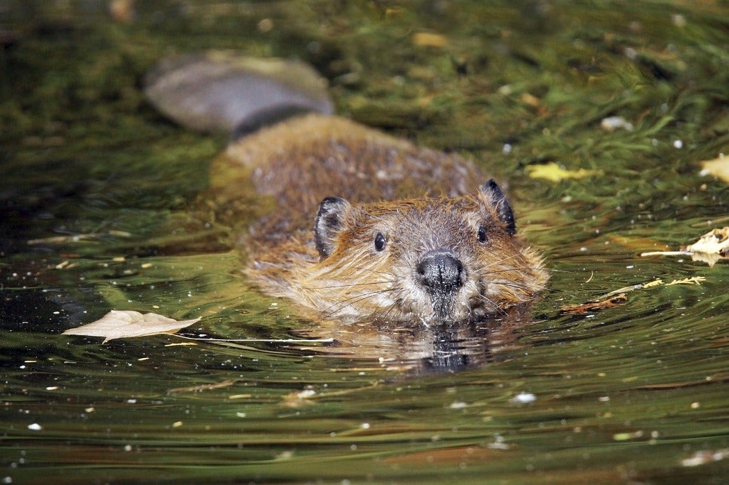 A swimming beaver