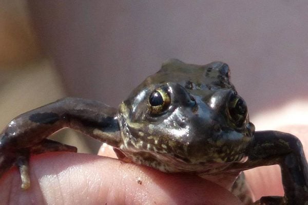 Scientist holding a leopard frog.