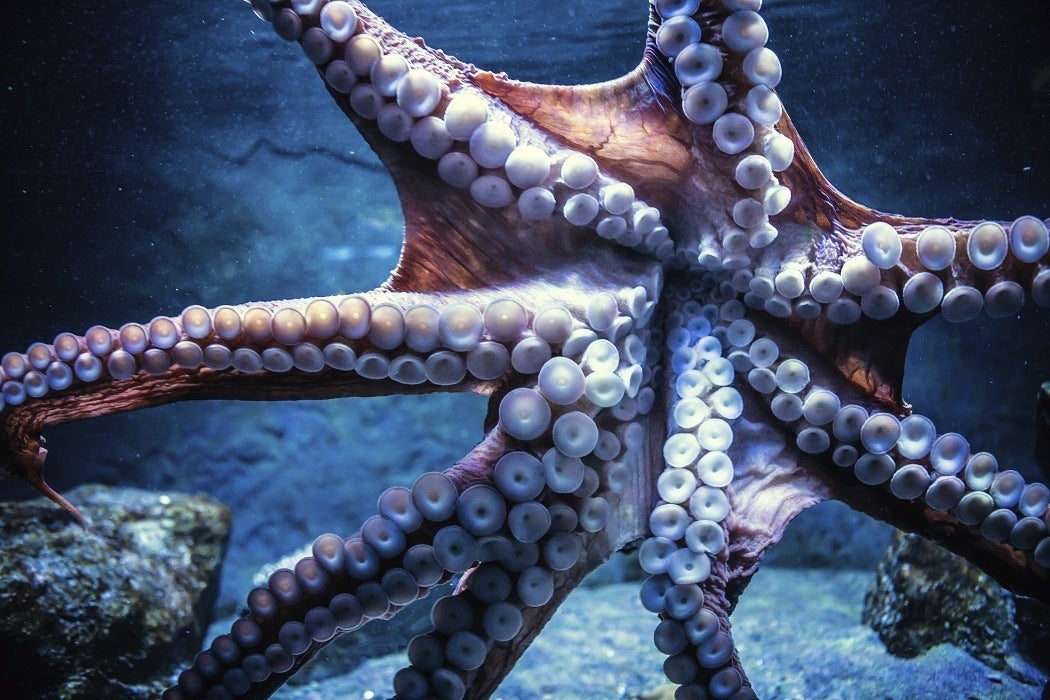 An octopus swimming in the ocean