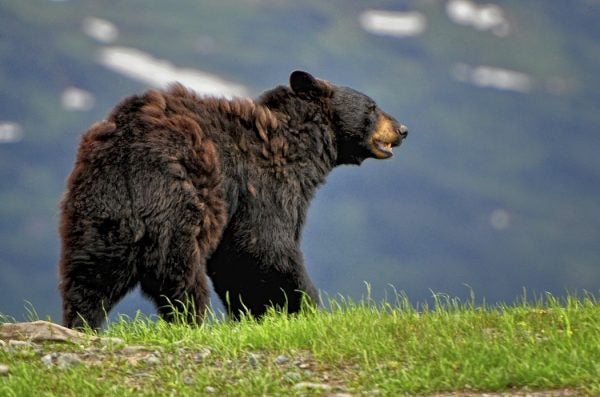 A brown bear with its fur caught in the wind