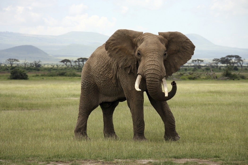 African Elephant