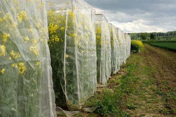 Row of tall flowering plants covered with screens