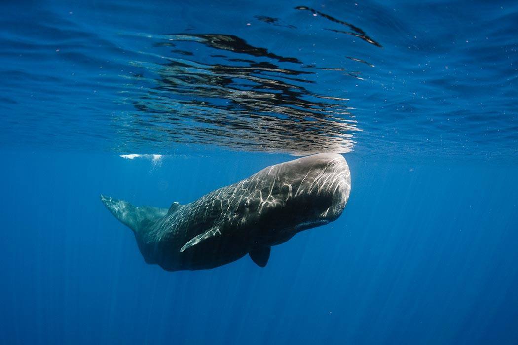 Sperm whale