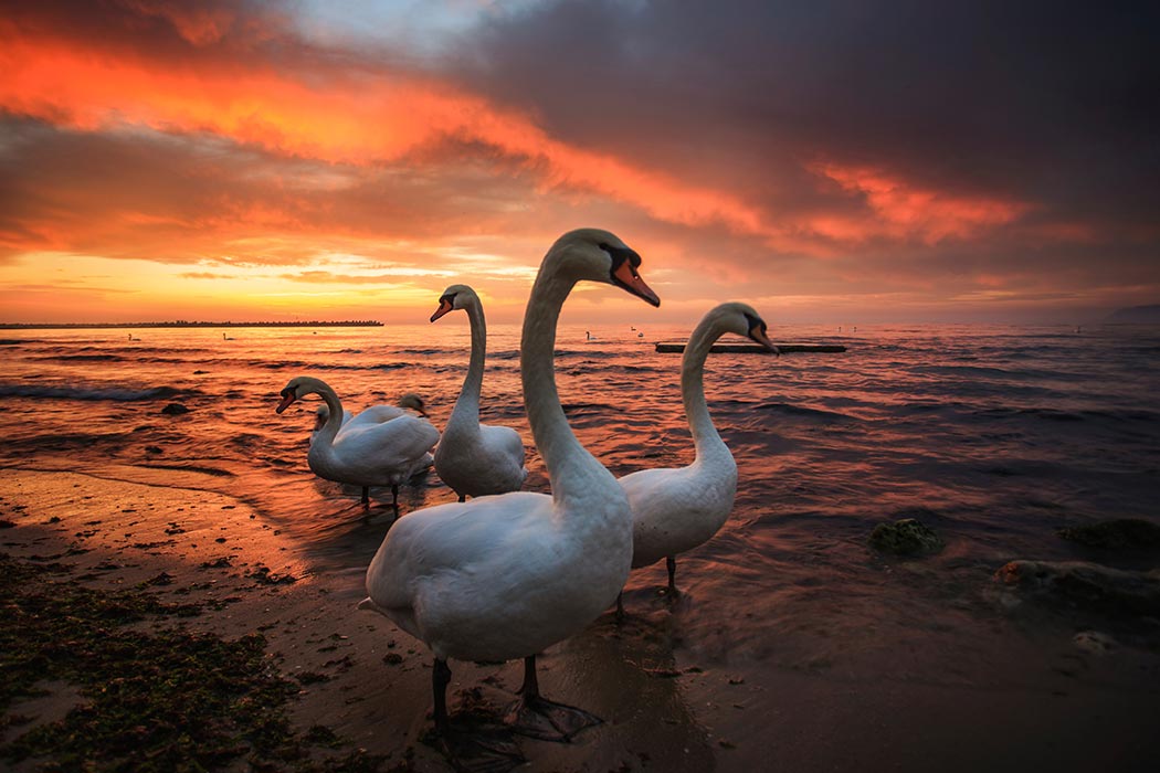 Mute swans