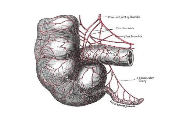 Drawing of the appendix, labeled as vermiform process at lower right.