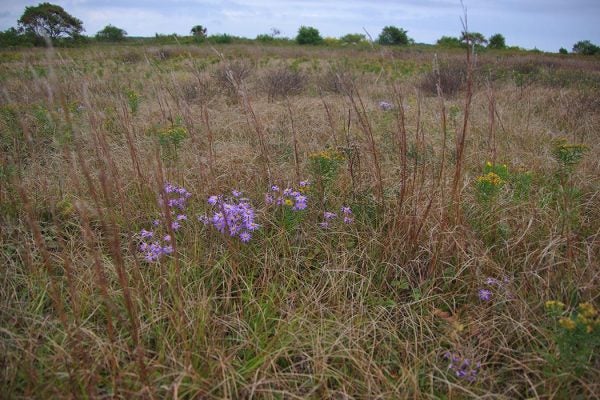 Katma Airfield Sandplain Grasslands. Photo courtesy of Christopher Neill/MBL