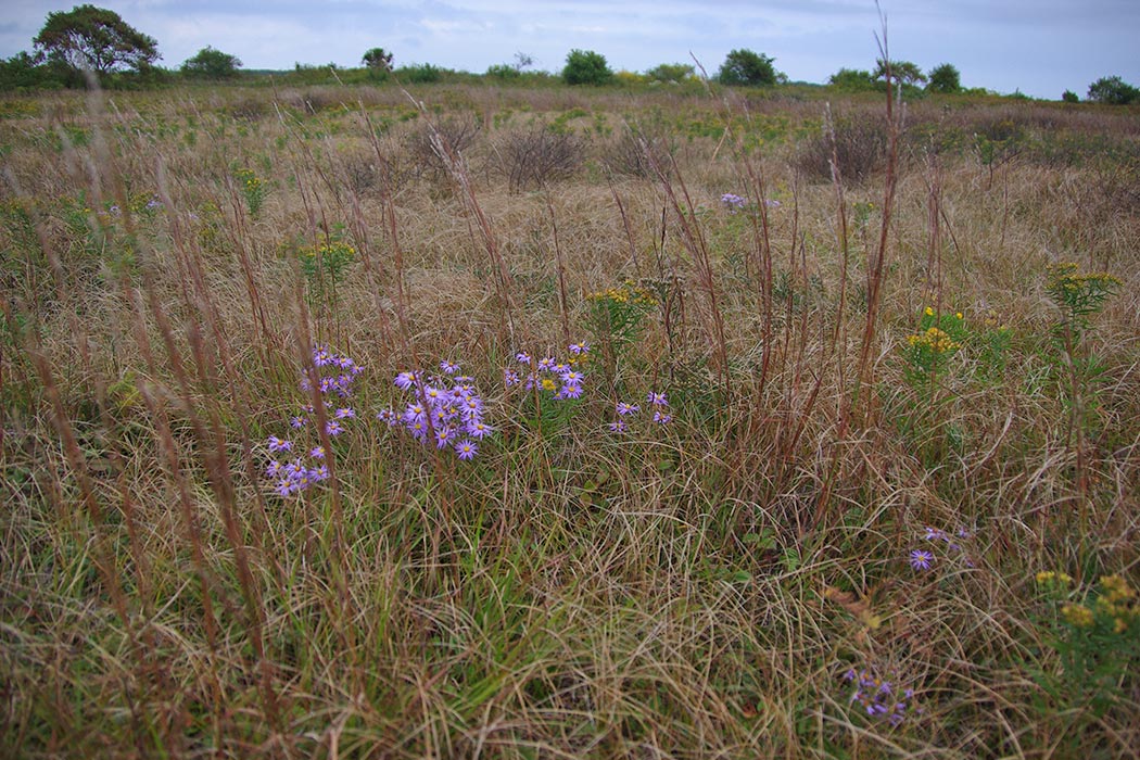 Katma Airfield Sandplain Grasslands. Photo courtesy of Christopher Neill/MBL