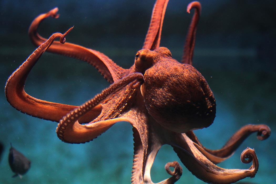 Octopus vulgaris.