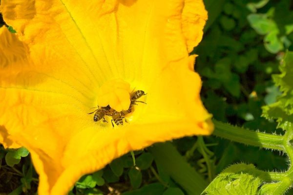 Honeybees pollenating pumpkin flower.