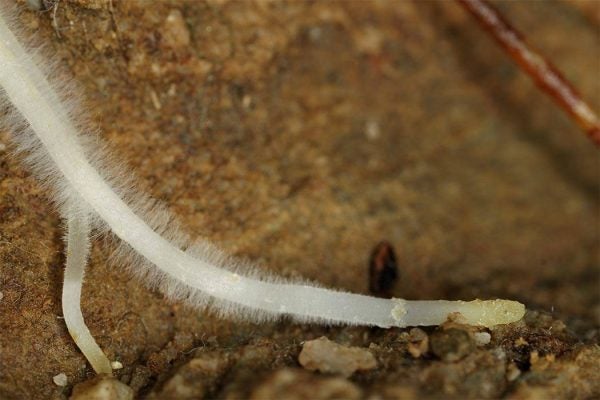 Mycorhizae fungus