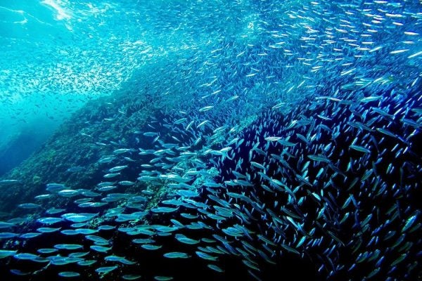 School of sardines