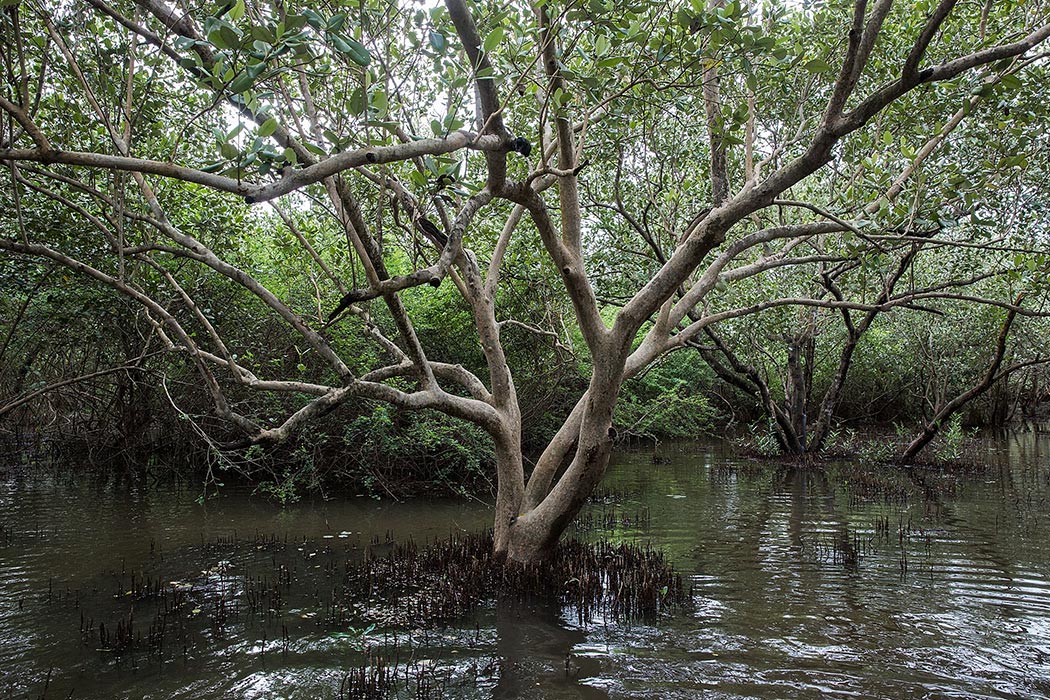 Myanmar Mangroves