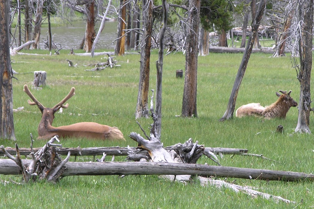 Elk in Yellowstone National Park