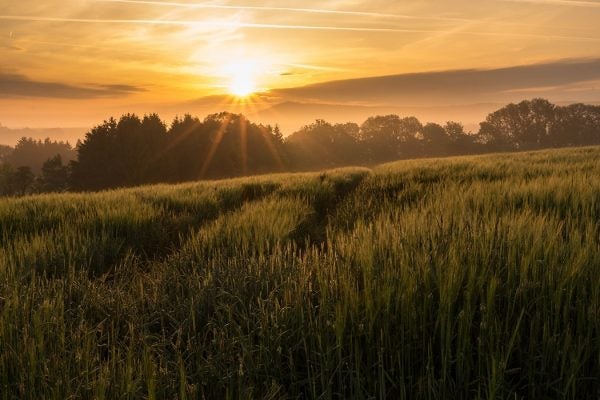 Fields of einkorn