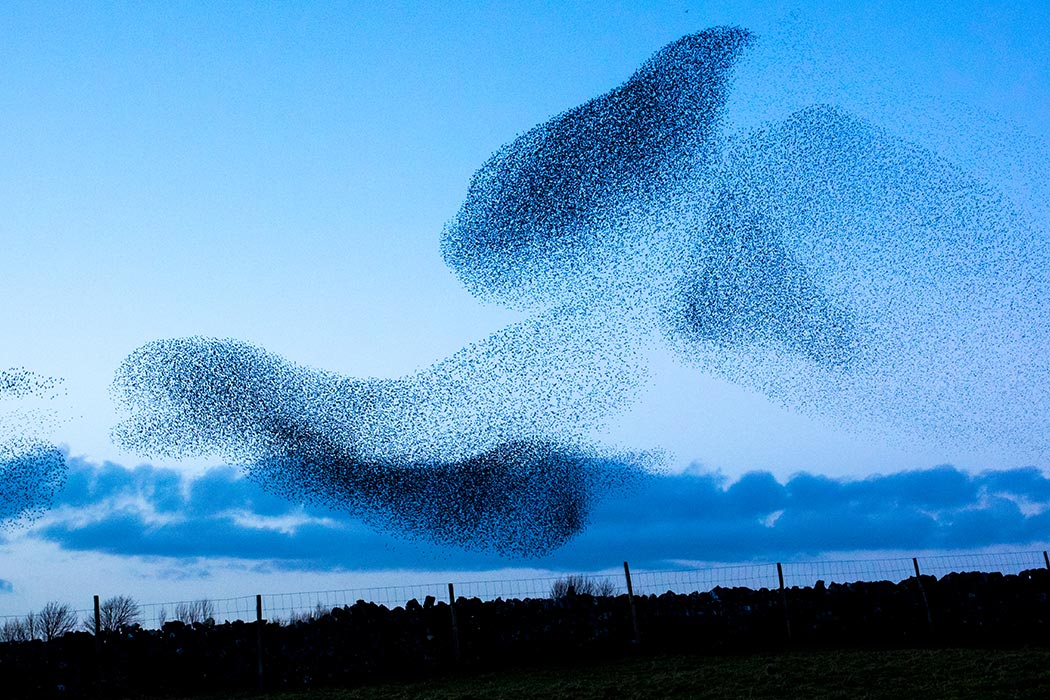 European Starlings