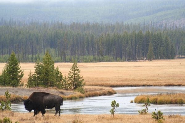 A bison beside a lake in Yellowstone National Park