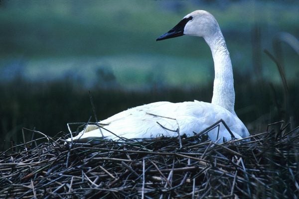 Trumpeter swan