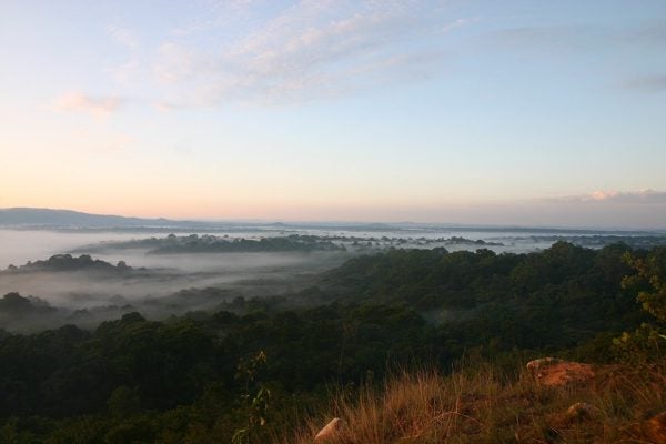 Kakamega rainforest