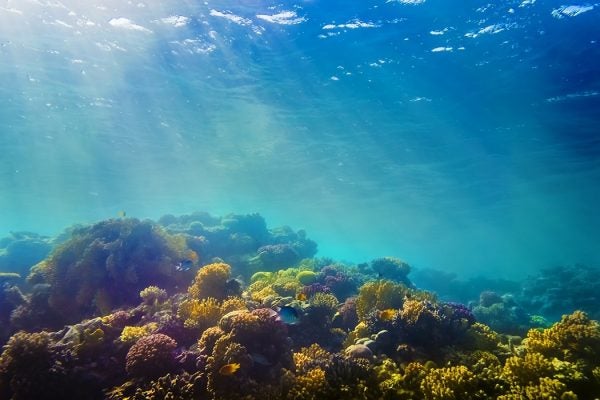 Coral and fish in the Red Sea underwater