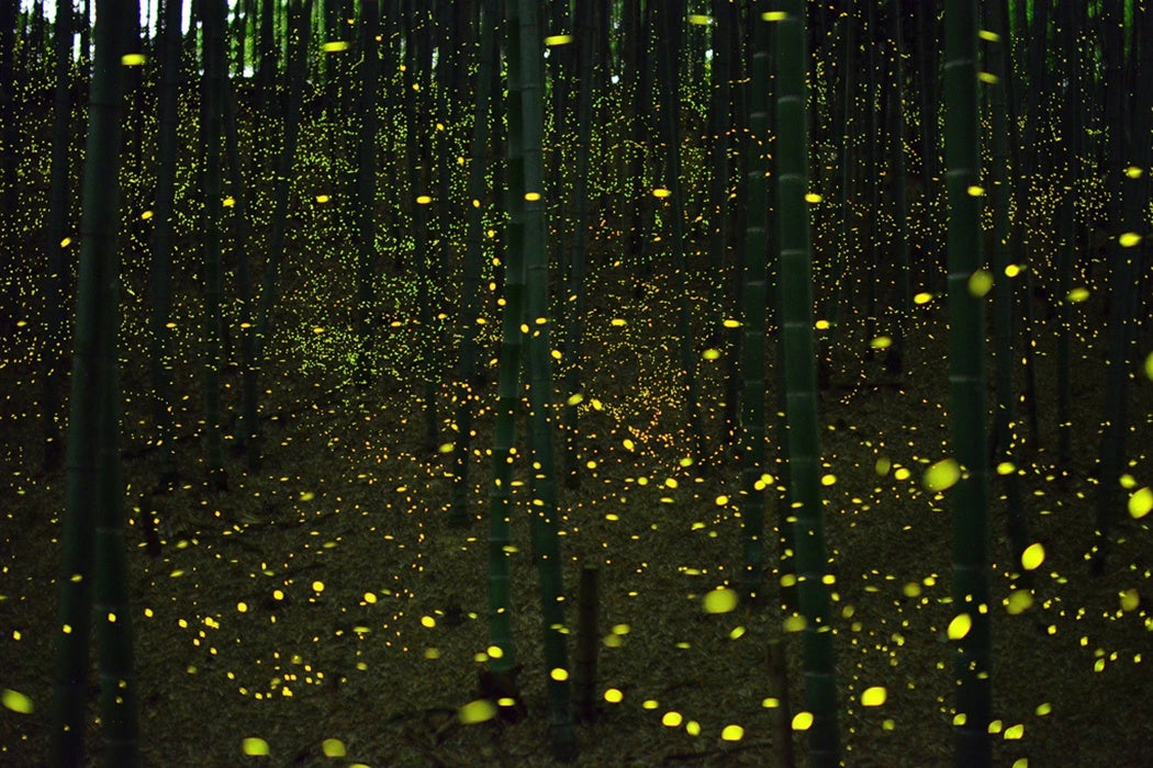 Fireflies