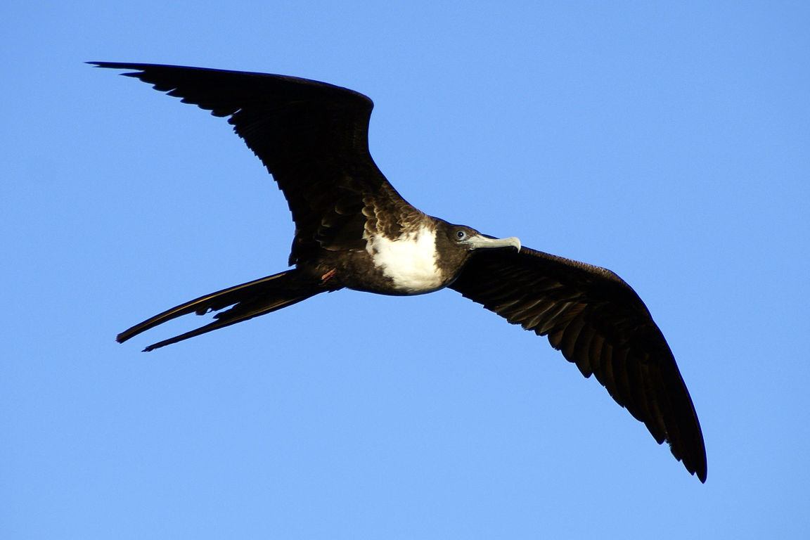 frigate bird