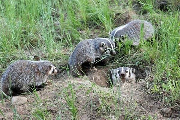 Badger group