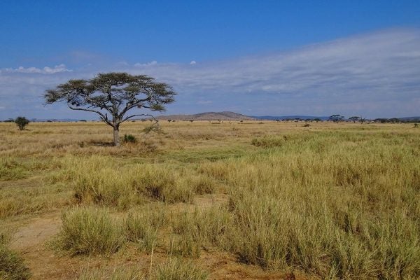 Serengeti