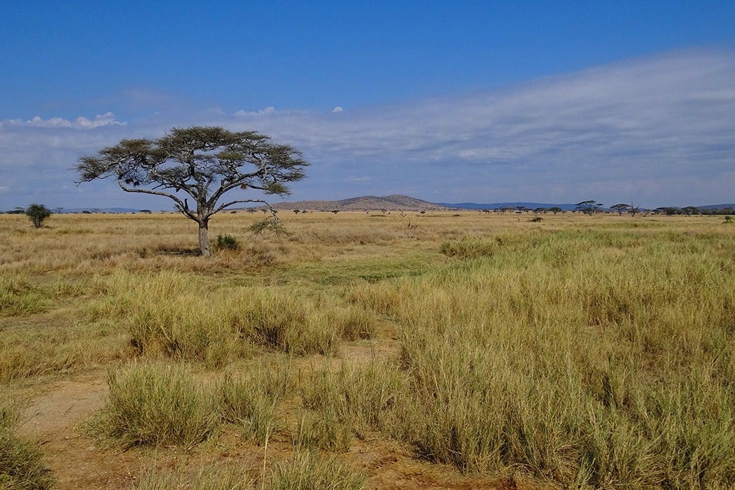 Serengeti