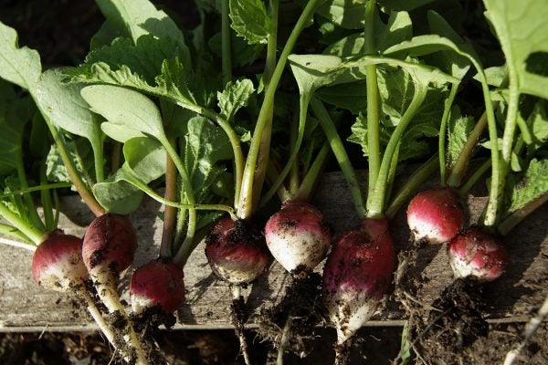 Sheffield Radishes