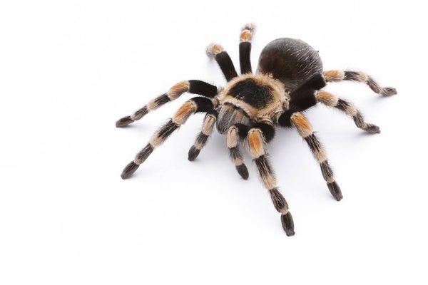 red knee tarantula