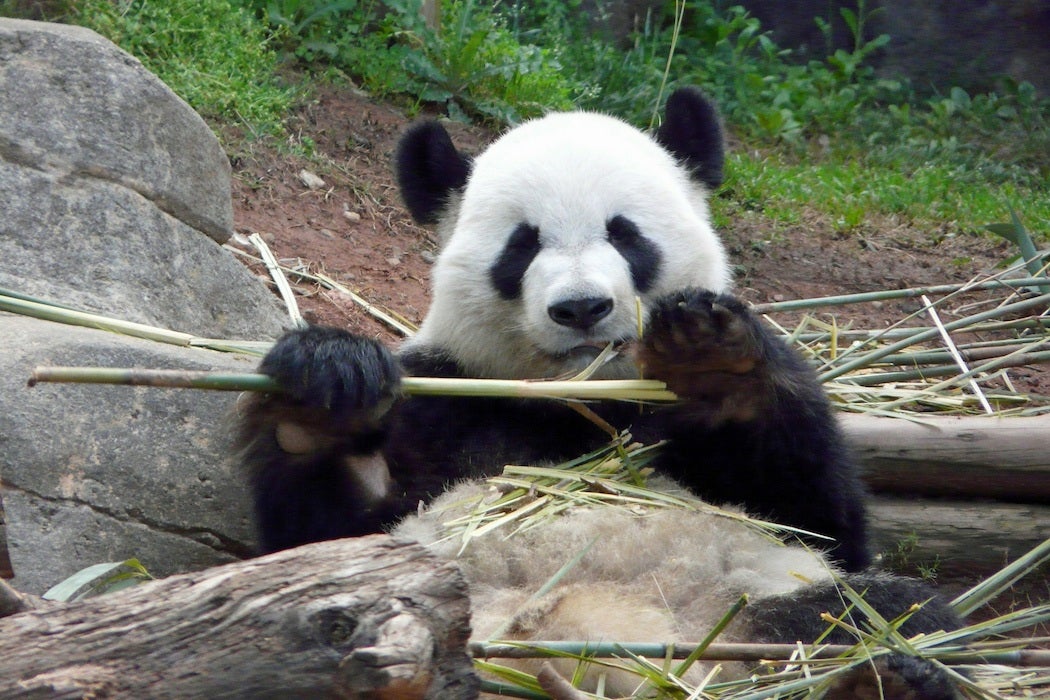 A panda chewing on a stalk of bamboo