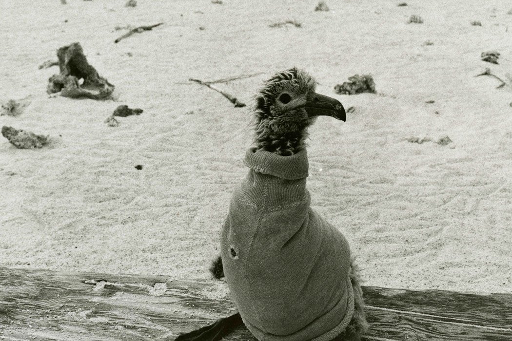 Blackfoot Albatross chick