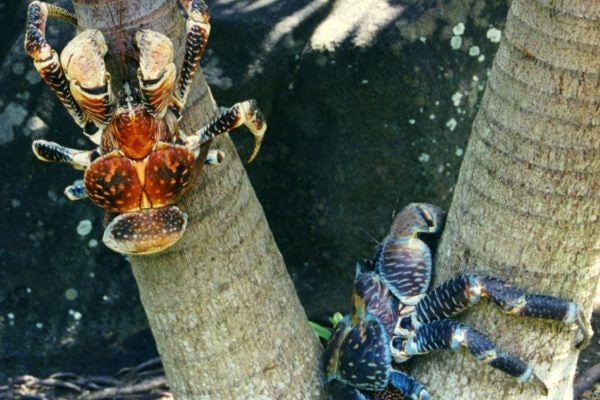 coconut crabs