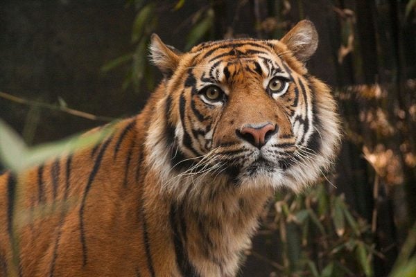 Sumatran Tiger