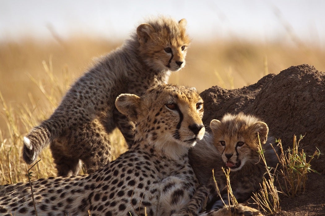 Cheetah and cubs